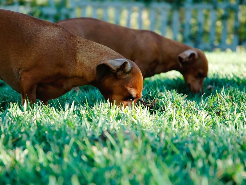 sudoku focus mode screenshot 2